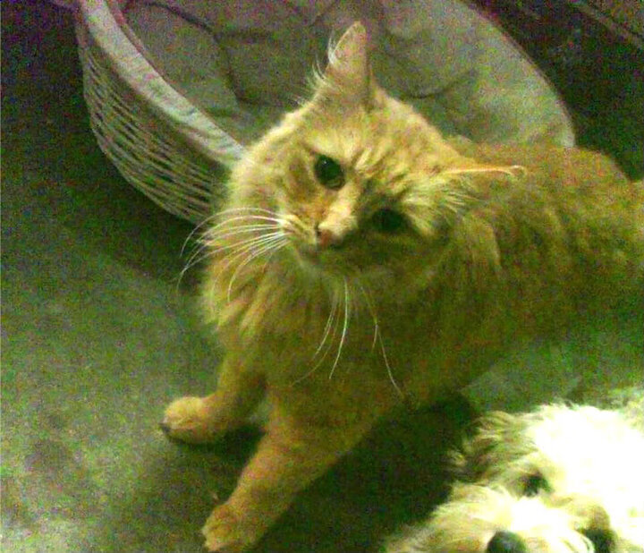 开云体育登录网站入口-国家队罚球命中率为何年年拉垮，中国队罚球命中率