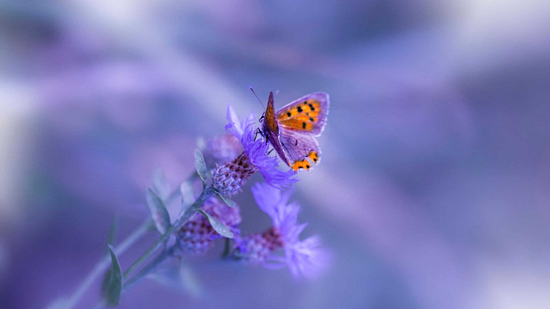 职业联赛赞助体系缺乏风险分散结构