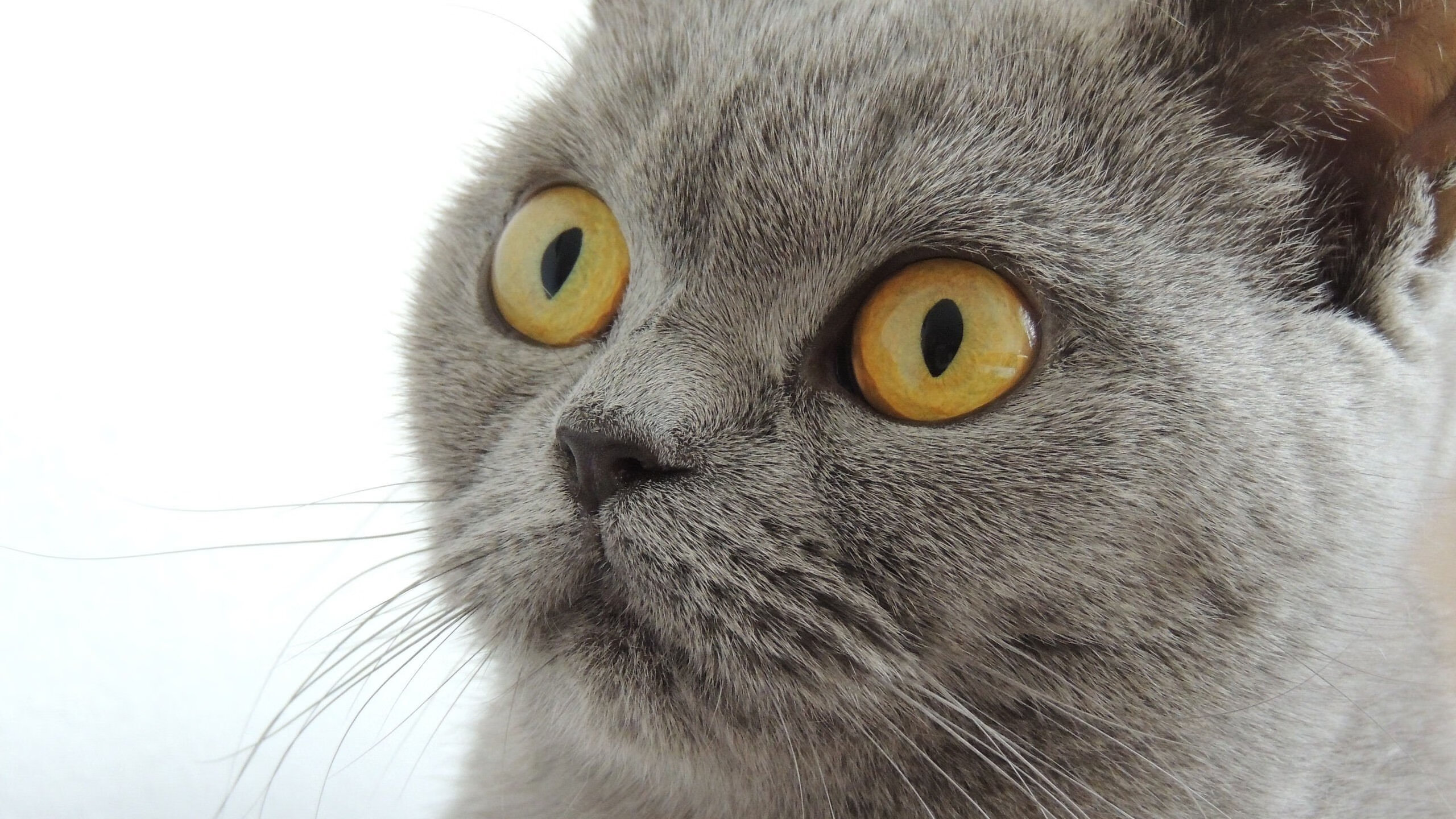 开云体育官网下载安装-CBA球队实施分阶段体能评估保障比赛稳定输出，cba体测数据_通过率886%