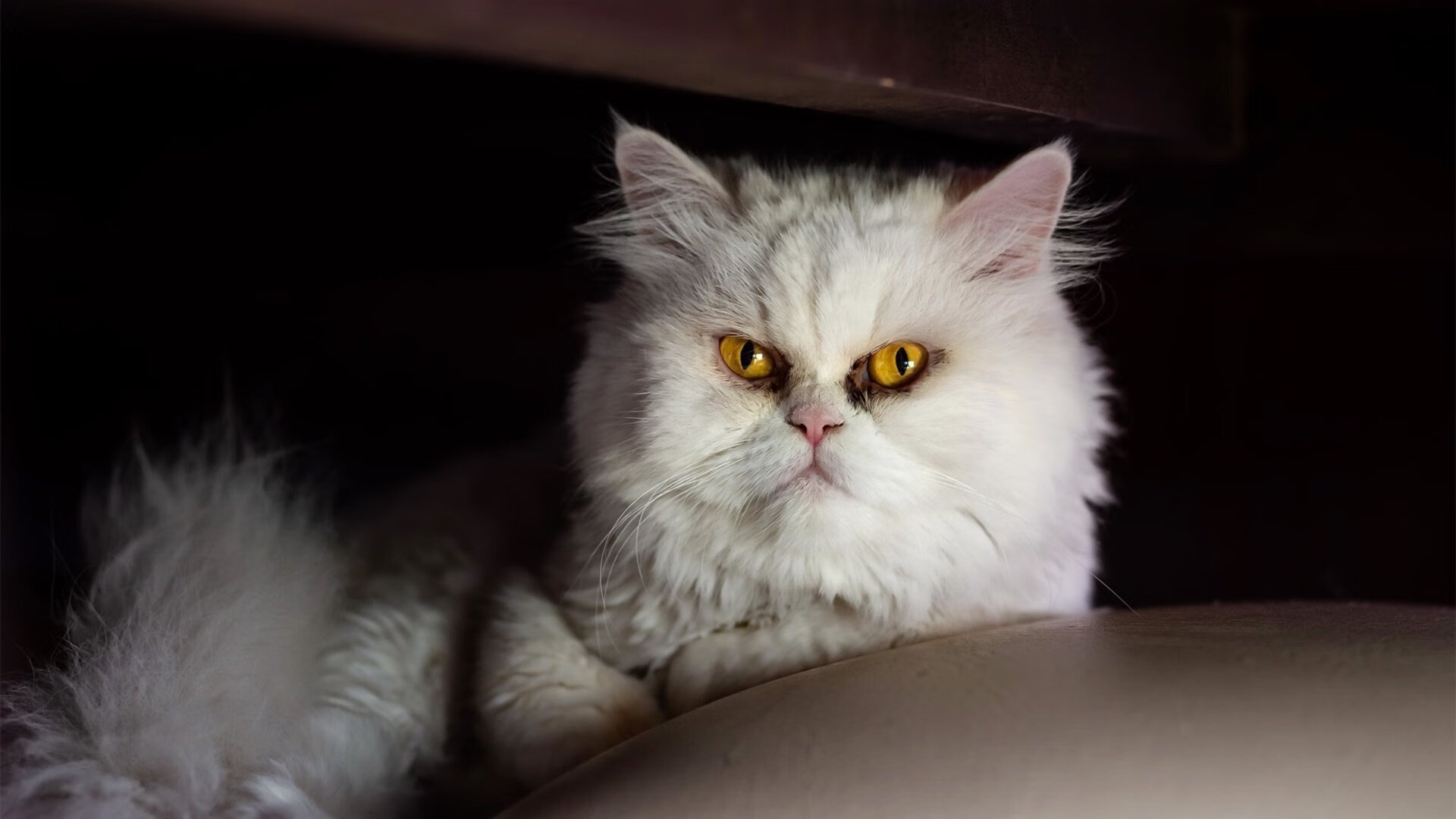 中国足球职业联赛制定球员行为正面引导规则，中国足球规划球员政策