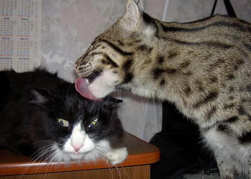 张雨霏冲刺阶段反超获得接力金牌，张雨霏接下来比赛